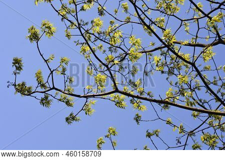 Amur Cork Tree Branches With New Leaves Against Blue Sky