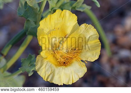 Yellow Horned Poppy, Glaucium Flavum, Flower In Close Up With Leaves Blurred In The Background.