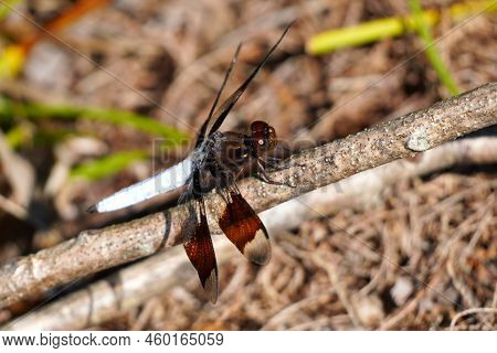 Common Whitetail Dragonfly Perched On A Stick