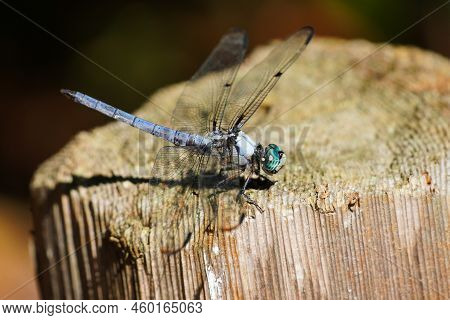 Great Blue Skimmer Dragonfly Sitting On A Fence Post