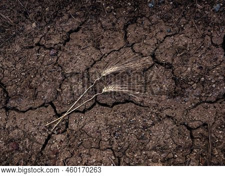 Two Ears Of Wheat Lying In The Ground, Surface Of Agricultiral Field From Above. Draught, Food Crisi