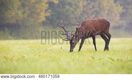 Red Deer Stag With Antlers Grazing On A Green Grass In Autumn