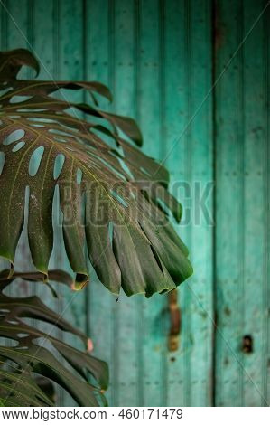 Old Typical Vintage Wooden Door, Monstera Deliciosa, Ceriman, Shadows And Lights