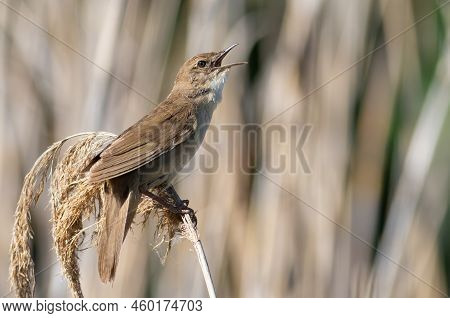 Savi's Warbler, Locustella Luscinioides. The Male Bird Sings While Sitting On Top Of A Reed.