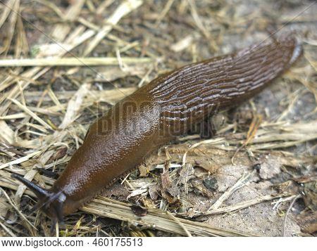 Portuguese Huge Brown Slug (arion Lusitanicus) Is Crawling