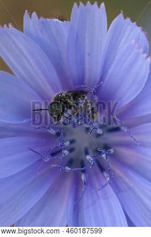 Vertical Colorful Closeup On A Small Female Furrow Bee , Lasioglossum, Collecting Pollen From A Blue