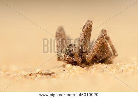 Araneus angulatus