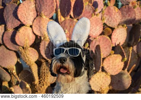 Portuguese Water Dog Wearing Bunny Ears And Sun Glasses On Easter In The Desert