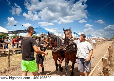 Ruma, Serbia - June 26, 2022: Selective Blur On Three Agricultuers, Serbian Young Men, Taming Draft 