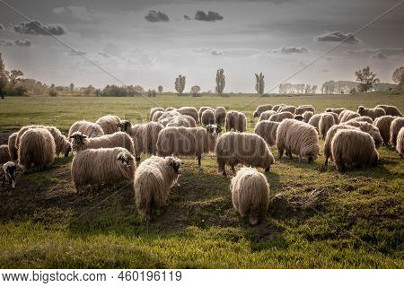 Selective Blur On A Flock And Herd Of White Sheeps, With Short Wool, Standing And Eating In The Gras