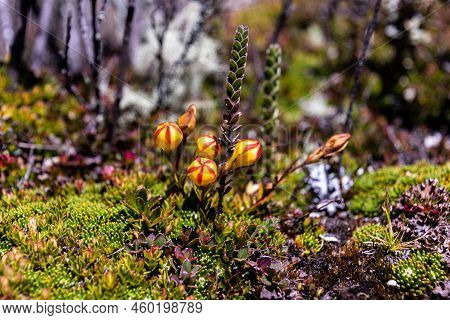 Gentianella Hirculus Is Flower Of Paramo System. Low Herbs Growing Solitary Or In Groups. The Flower
