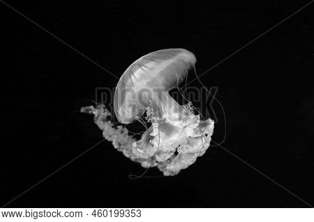 Jellyfish (chrysaora Fuscescens Or Pacific Sea Nettle)