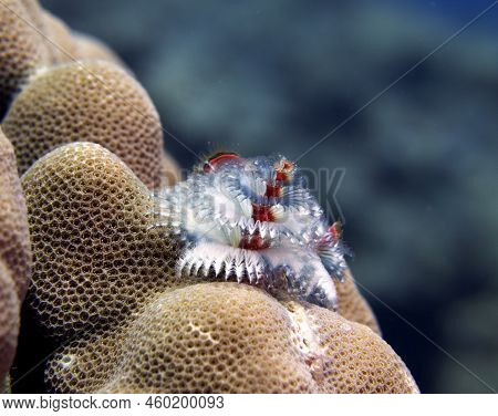 A White Christmas Tree Worm, Spirobranchus Giganteus Boracay Island Philippines