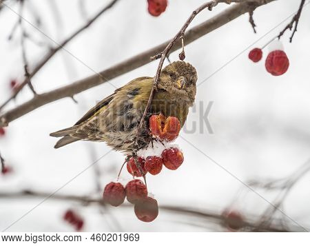 Red Crossbill Female Sitting On The Tree Branch And Eats Wild Apple Berries. Crossbill Bird Eats Ber