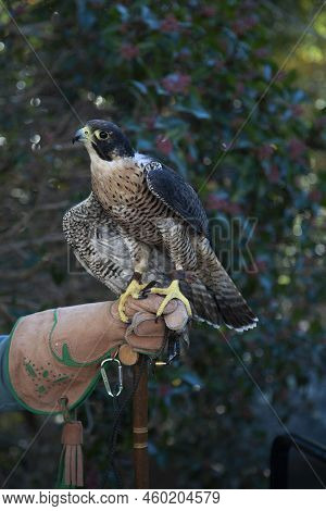 Peregrine Hawk Perching On The Brown Leather Glove With Blurred Green Floral Background