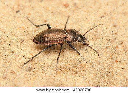 Carabus arcensis