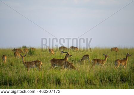 Ugandan Kobs (kobus Thomasi) In Murchinson Falls National Park (uganda), Sunny Morning In May