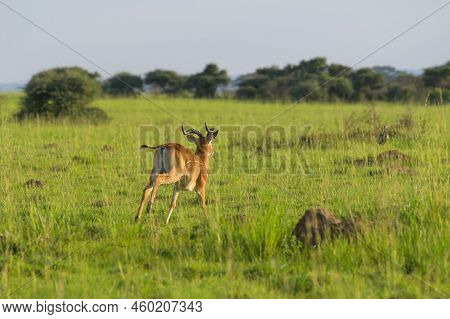 Portrait Of An Ugandan Kob (kobus Thomasi) In Murchinson Falls National Park (uganda), Sunny Morning