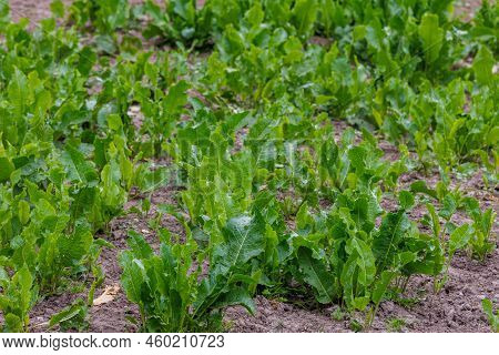 Horse Sorrel - Rumex Confertus, Summer Day Close-up.