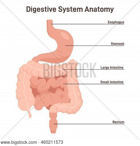 Human Digestive System. Abdominal Internal Organs And Stages