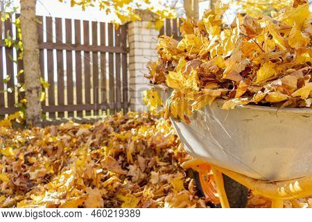 Removal Of Autumn Leaves In The Backyard. Wheelbarrow And Rake Among Autumn Leaves.