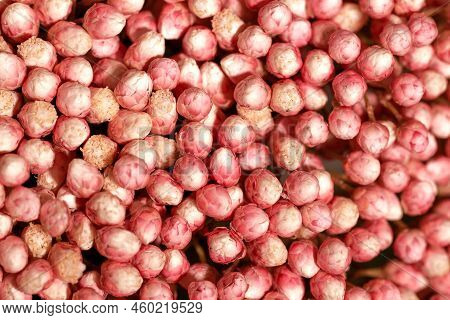 Many Small Pink Flowers In Macro. Soft Focus. Beautiful Background Or Backdrop For Invitation Cards.