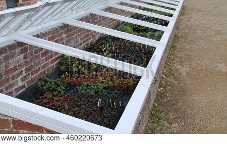 Seedling Plants Growing In A Greenhouse Coldframe.