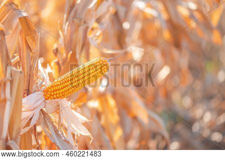 Corn Ear In Maize Crops Field, Selective Focus