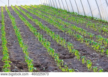 Peppers Planted In Rows In A Greenhouse. Freshly Planted Pepper. Agrobusiness.