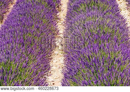 Lavender Flowers Blooming Field In France