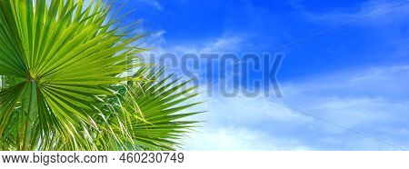 Palm Tree Leaves Against Blue Cloudy Sky Beautiful Tropical Background. Summer Background, Vacaton, 