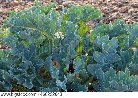 Sea Kale, Crambe Maritima, With Flowers On A Shingle Beach With A Blurred Background Of Pebbles And 