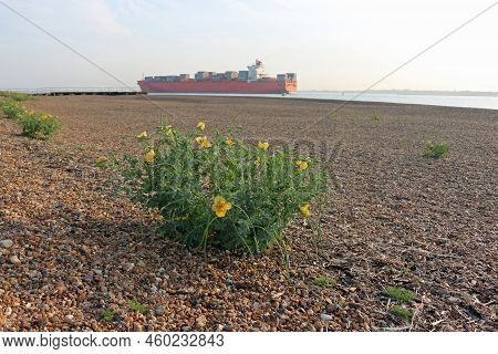 Yellow Horned Poppy, Glaucium Flavum, Plant With Flowers And Seed Pods On A Shingle Beach Of Small P