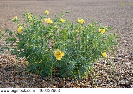 Yellow Horned Poppy, Glaucium Flavum, Plant With Flowers And Seed Pods On A Shingle Beach Of Small P
