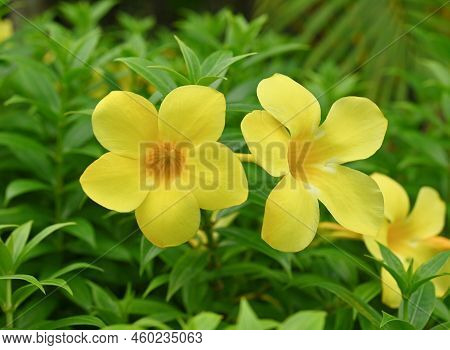 Beautiful Golden Trumpet Flower In The Garden. Scientific Name Is Allamanda Cathartica. Panicle Of Y