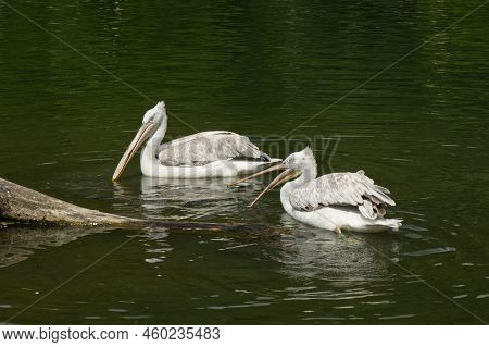 Pair Of Pelicans Sitting On The Water In A Lake. Pelecanus Pelecanidae.
