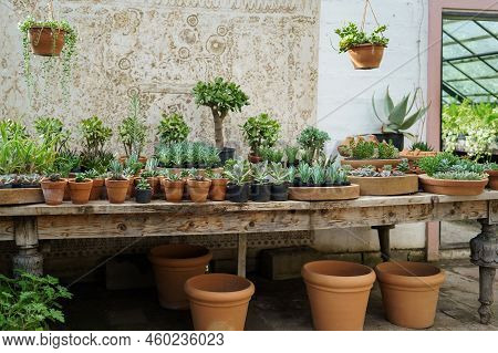 Wide Variety Of Brown Pots In Different Sizes And Lush Plants Put On Wooden Counter In Flower Shop. 