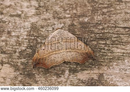 Detailed Closeup On A Fresh Emerged Beautiful Hooktip Moth, Laspeyria Flexula With Open Wings On Woo