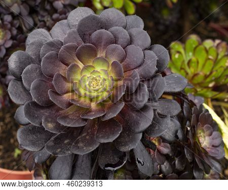 Beautiful Garden Succulent - Aeonium Arboreum Zwartkop