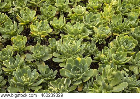Beautiful Garden Succulent - Aeonium Castello - Paivae