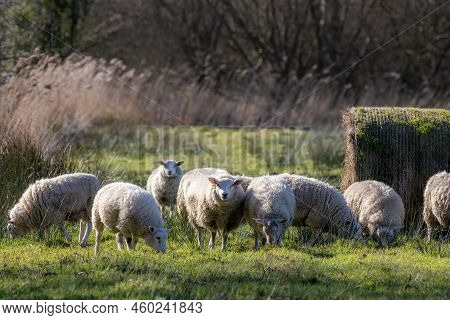 Wool Sheep In Winter Woolen Coats. Freerange Organic Farming In Norfolk Uk. Herd Of Healthy Sheep Gr
