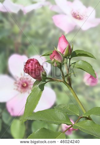 Knospen rosa Rose auf Rose-Hintergrund