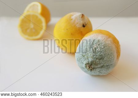 Two Moldy Lemons In Varying Degrees Of Spoilage. Lemons With Mold And Fresh Lemon On A White Backgro