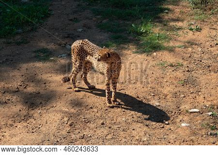 Lone Cheetah In The Savannah Looking Back Warily. Horizontal Photography.