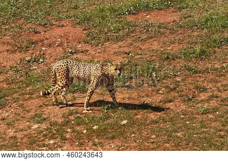 Lone Cheetah In The Savannah Walking Calmly:horizontal Photography.