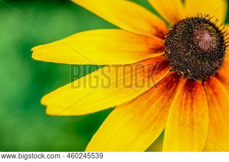 Close-up Of A Blooming Yellow Coneflower. Tiger Eye Rudbeckia Sunflower
