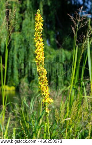 Honey Bee Collecting Pollen On A Black Mullein Blossom, Verbascum Nigrum. Side View With Copy Space