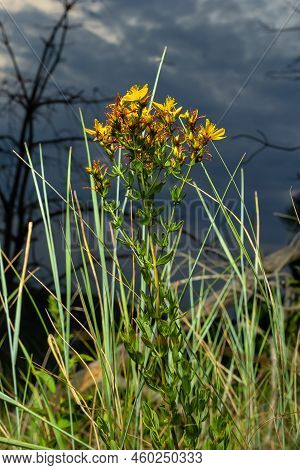 Hypericum Flowers Hypericum Perforatum Or St Johns Wort On The Meadow , Selective Focus On Some Flow