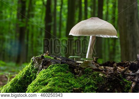 Volvariella Gloiocephala Is Alsno Known As Big Sheath Mushroom, Rose-gilled Grisette Or Stubble Rose