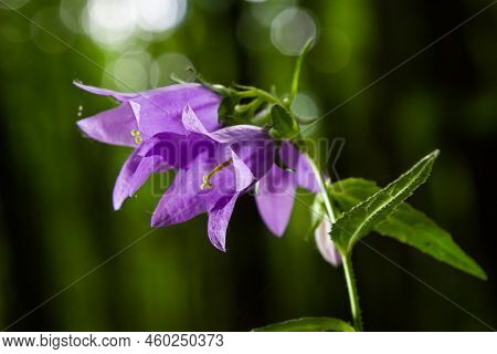 Close-up Of Flowering Nettle-leaved Bellflower On Dark Blurry Natural Background. Campanula Tracheli